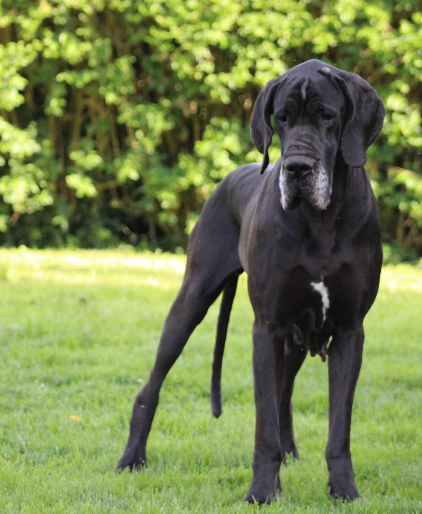 Les Dogue allemand de l'affixe Du Monde De Sténa