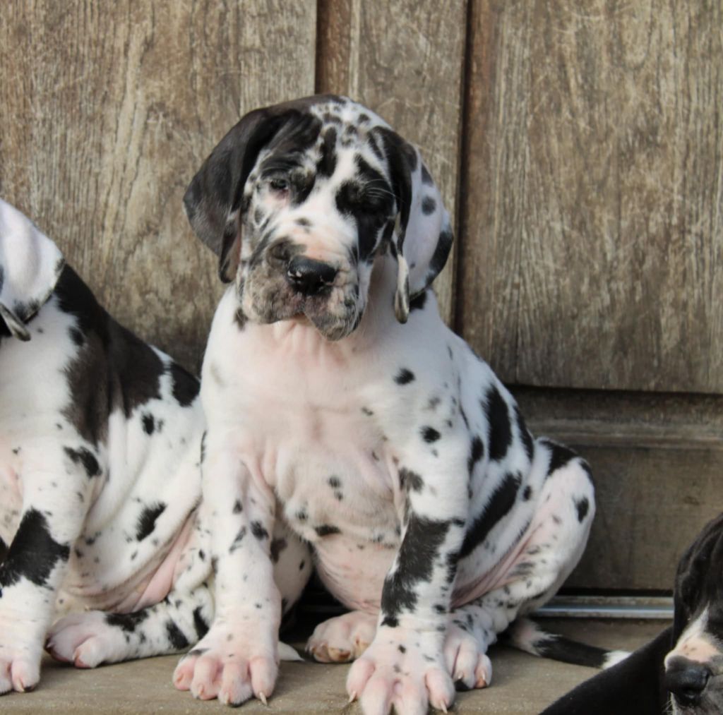 Du Monde De Sténa - Chiot disponible  - Dogue allemand