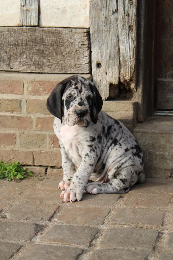 Du Monde De Sténa - Chiot disponible  - Dogue allemand