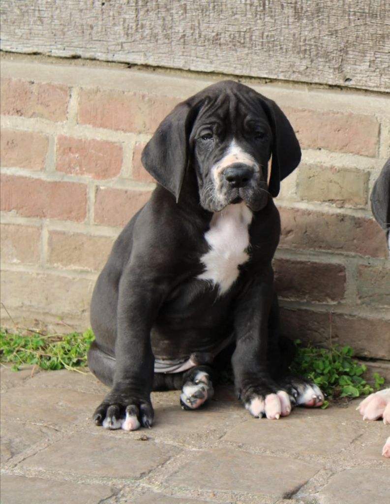 Du Monde De Sténa - Chiot disponible  - Dogue allemand