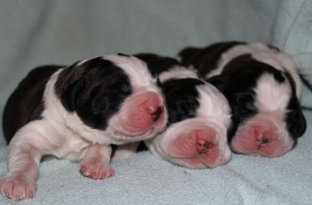 chiot Chien du Saint-Bernard Du Monde De Sténa