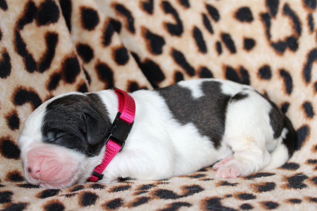 Du Monde De Sténa - Chiots disponibles - Chien du Saint-Bernard