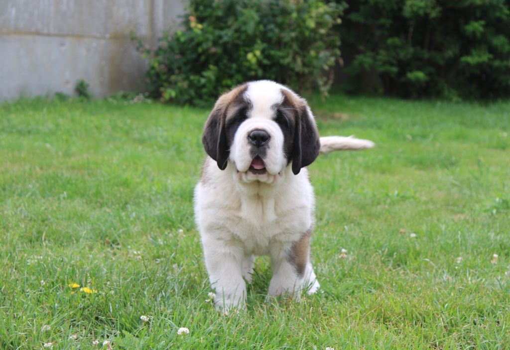 Du Monde De Sténa - Chiots disponibles - Chien du Saint-Bernard
