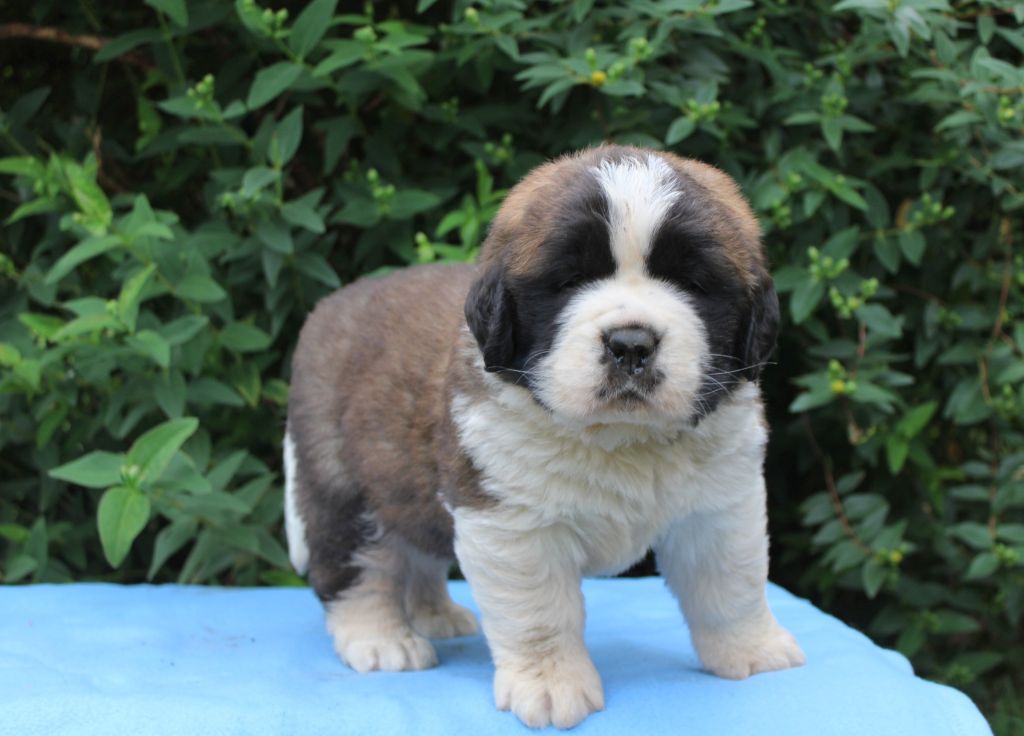 Du Monde De Sténa - Chiots disponibles - Chien du Saint-Bernard