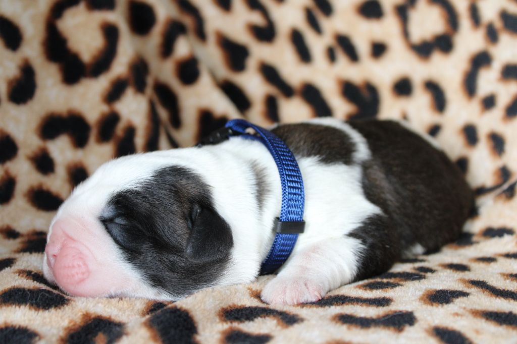 Du Monde De Sténa - Chiots disponibles - Chien du Saint-Bernard
