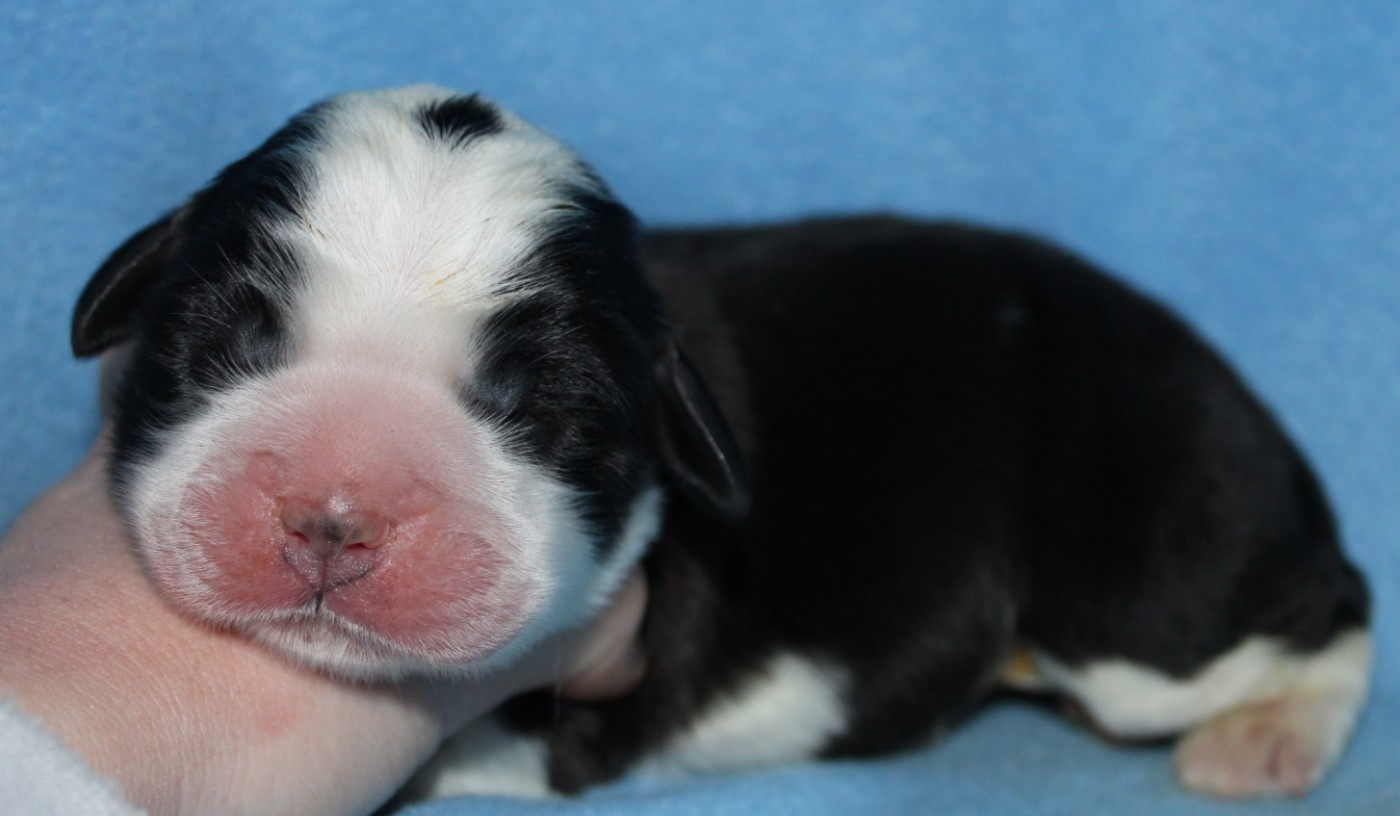 Du Monde De Sténa - Chiots disponibles - Chien du Saint-Bernard