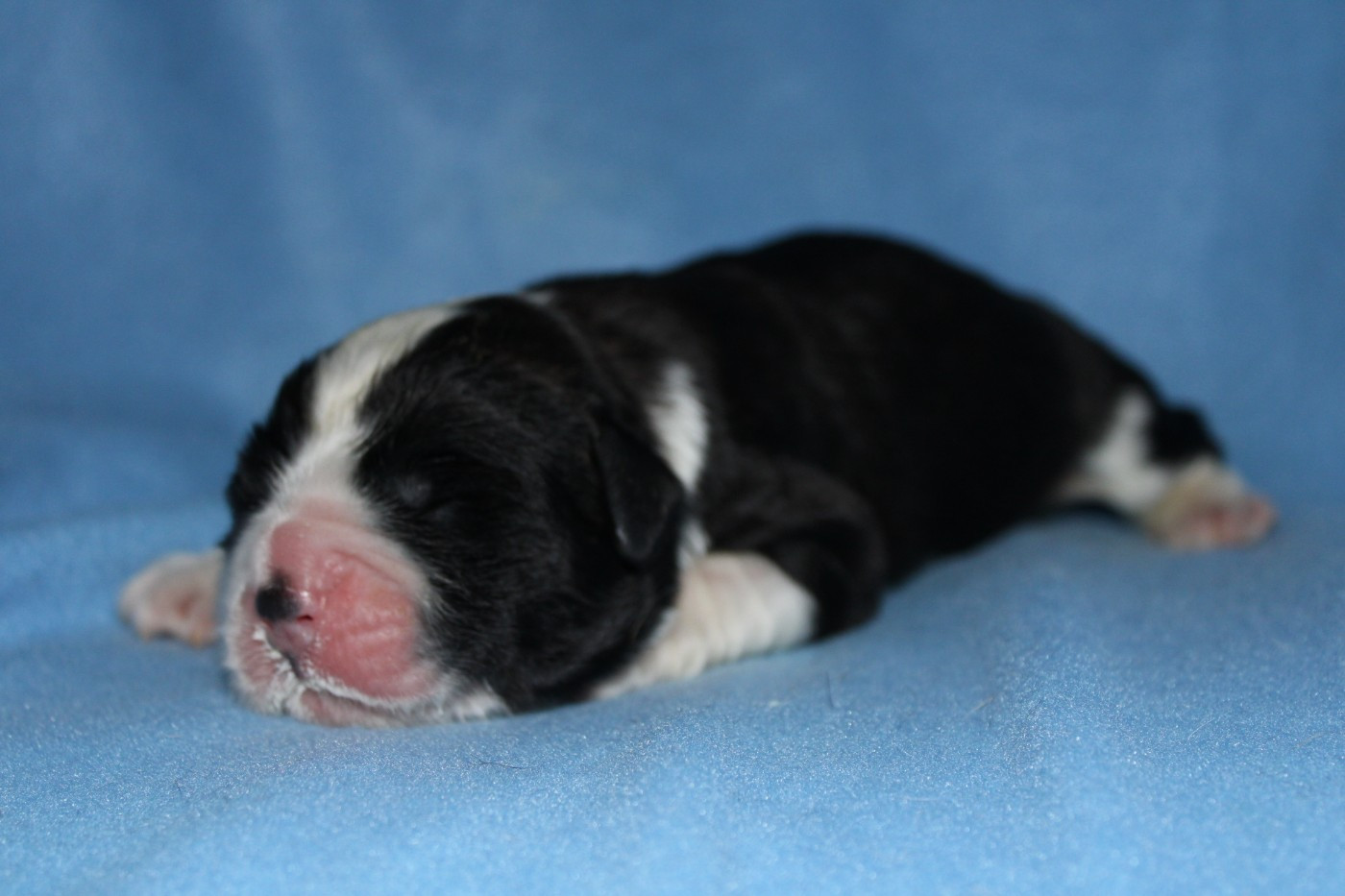 Du Monde De Sténa - Chiots disponibles - Chien du Saint-Bernard