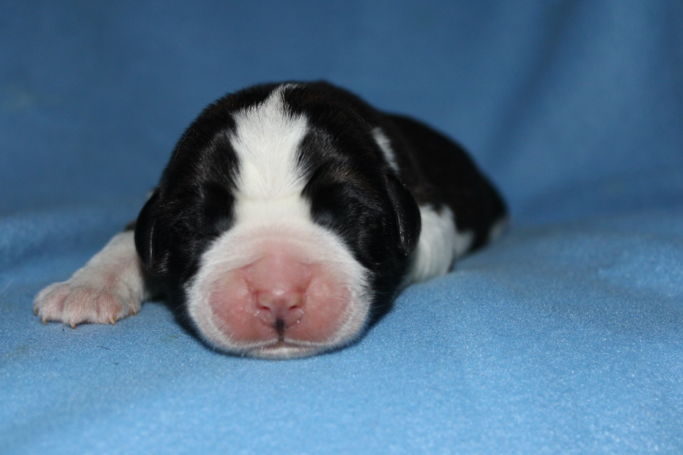 Du Monde De Sténa - Chiots disponibles - Chien du Saint-Bernard