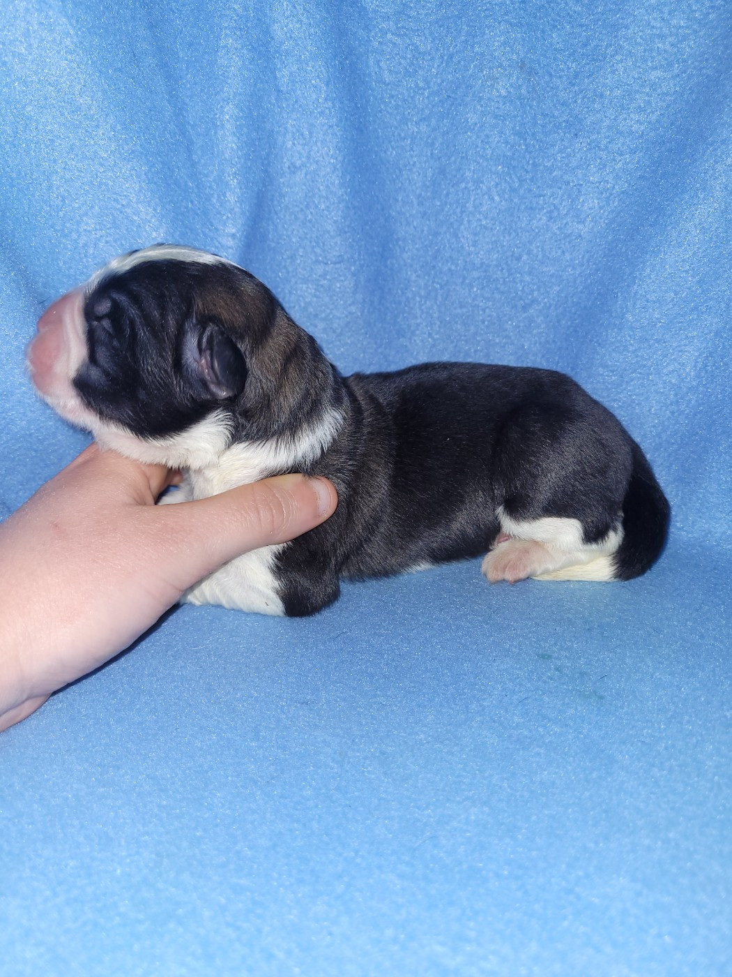 Du Monde De Sténa - Chiots disponibles - Chien du Saint-Bernard