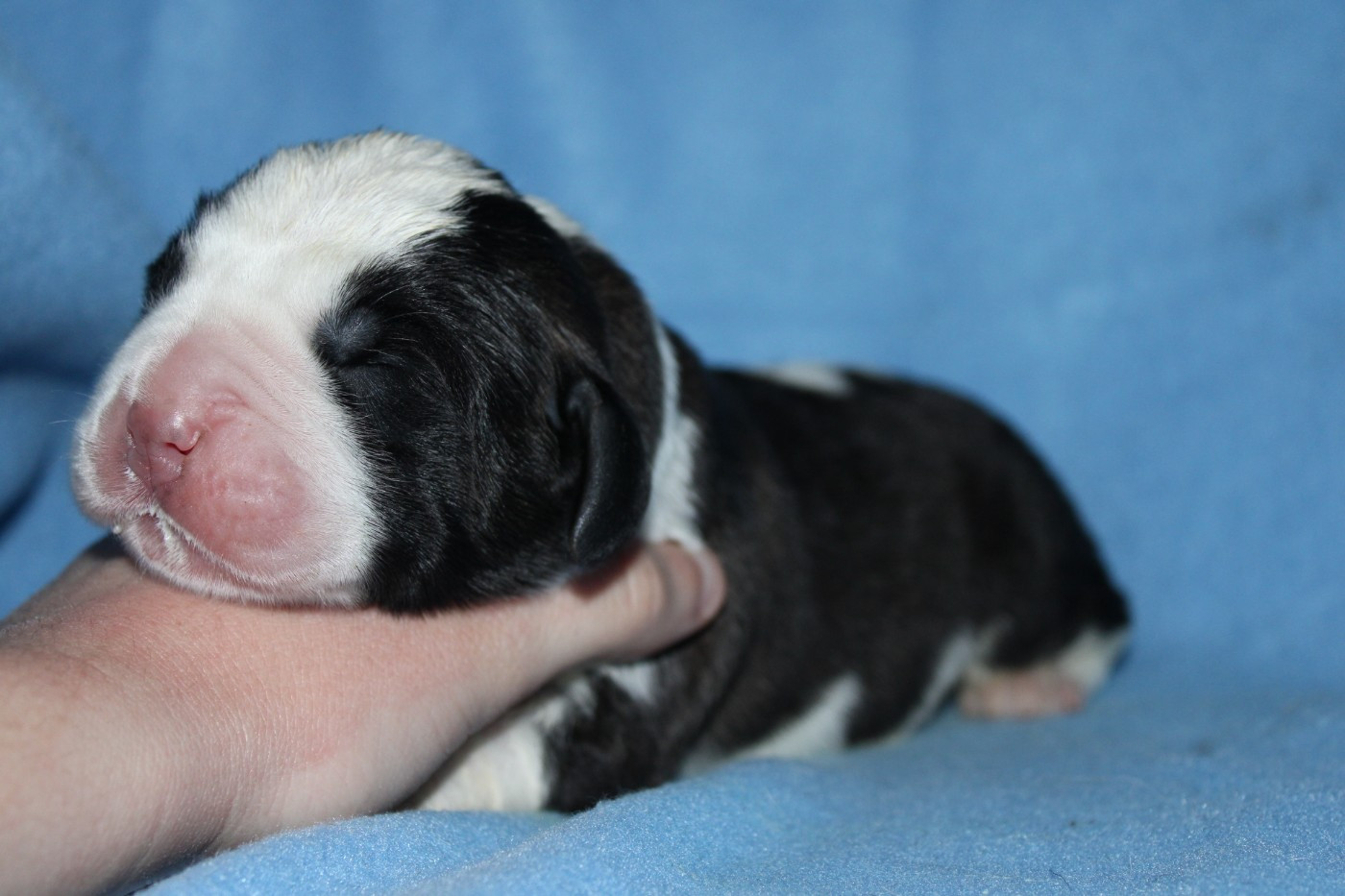 Du Monde De Sténa - Chiots disponibles - Chien du Saint-Bernard