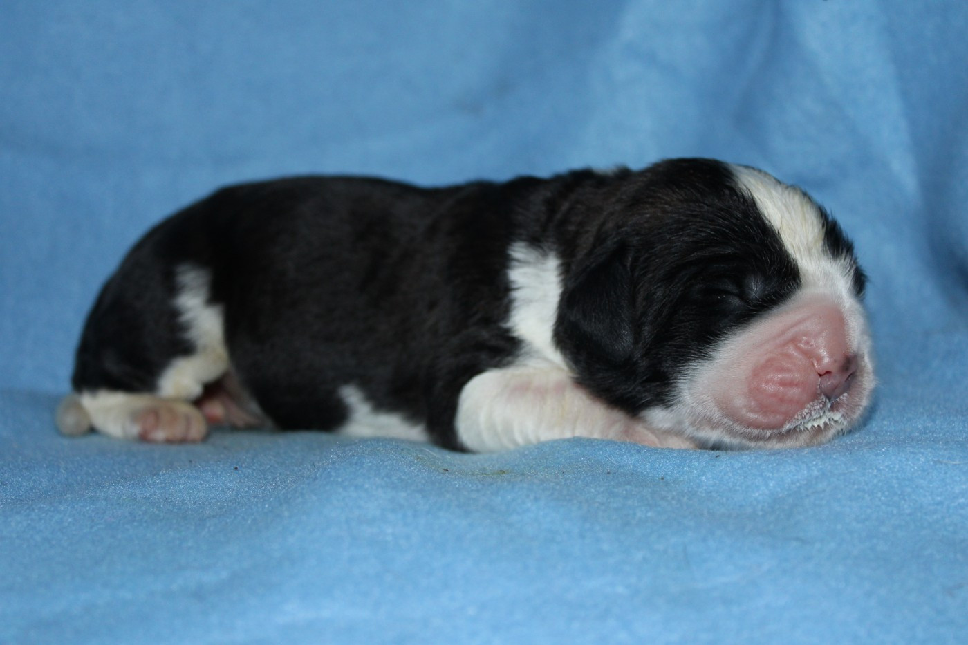 Du Monde De Sténa - Chiots disponibles - Chien du Saint-Bernard