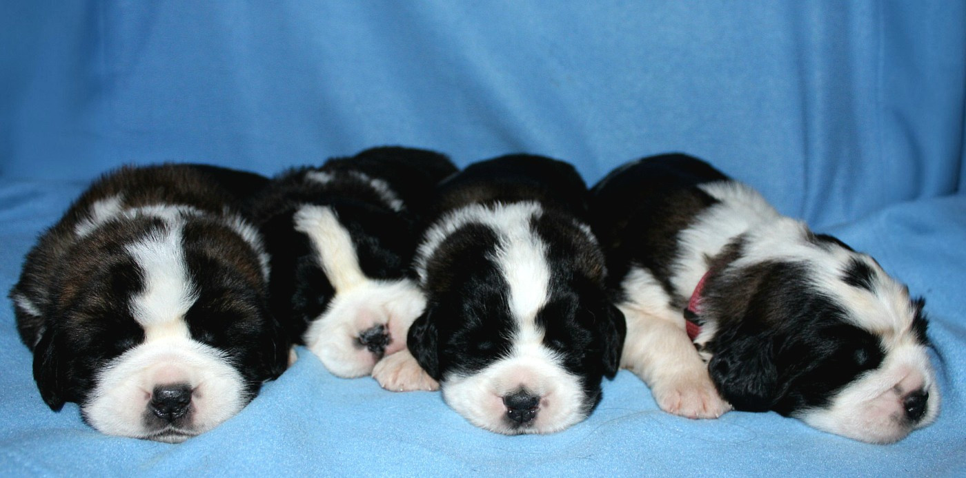 Chiot Chien du Saint-Bernard Du Monde De Sténa