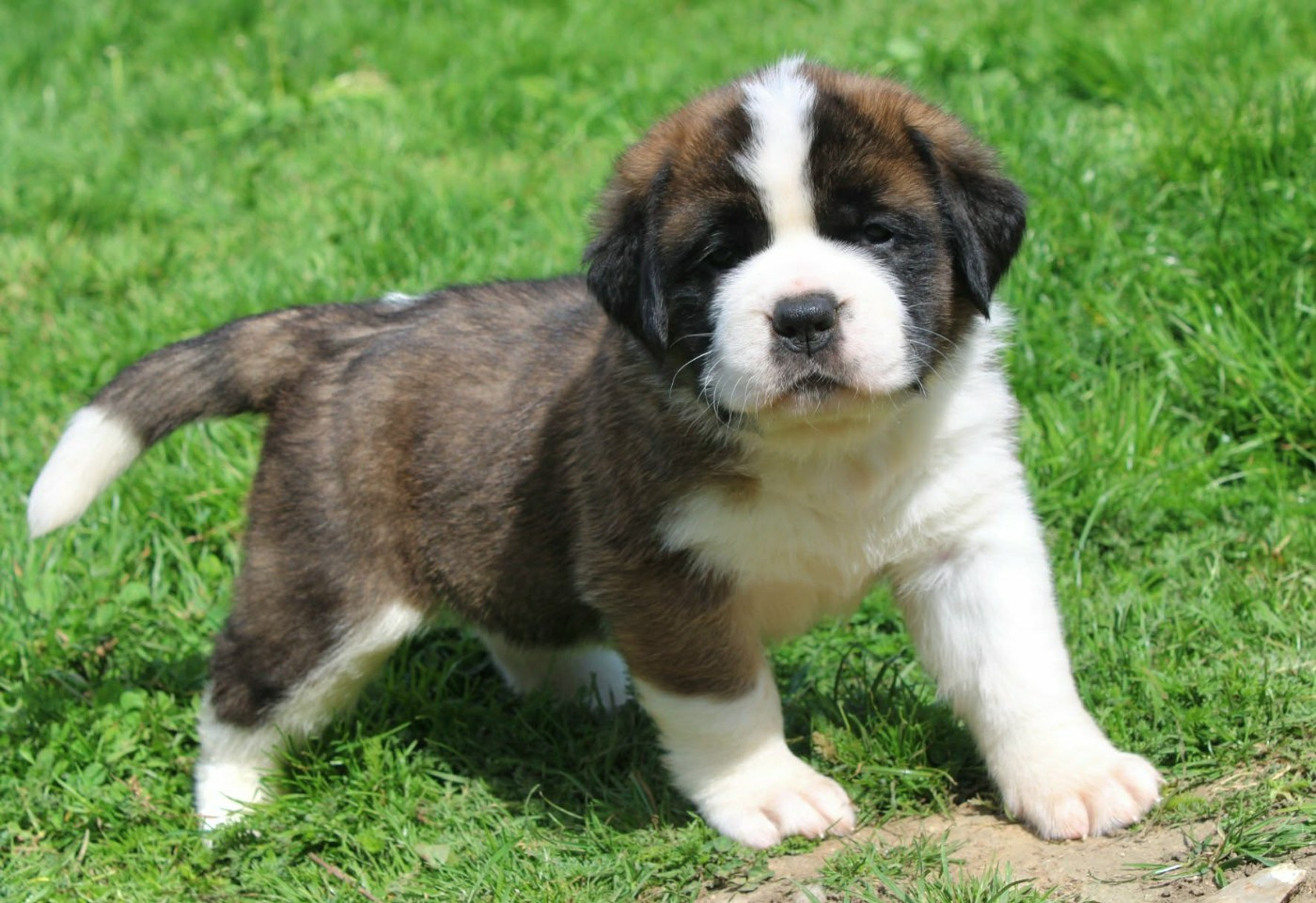 Du Monde De Sténa - Chiots disponibles - Chien du Saint-Bernard