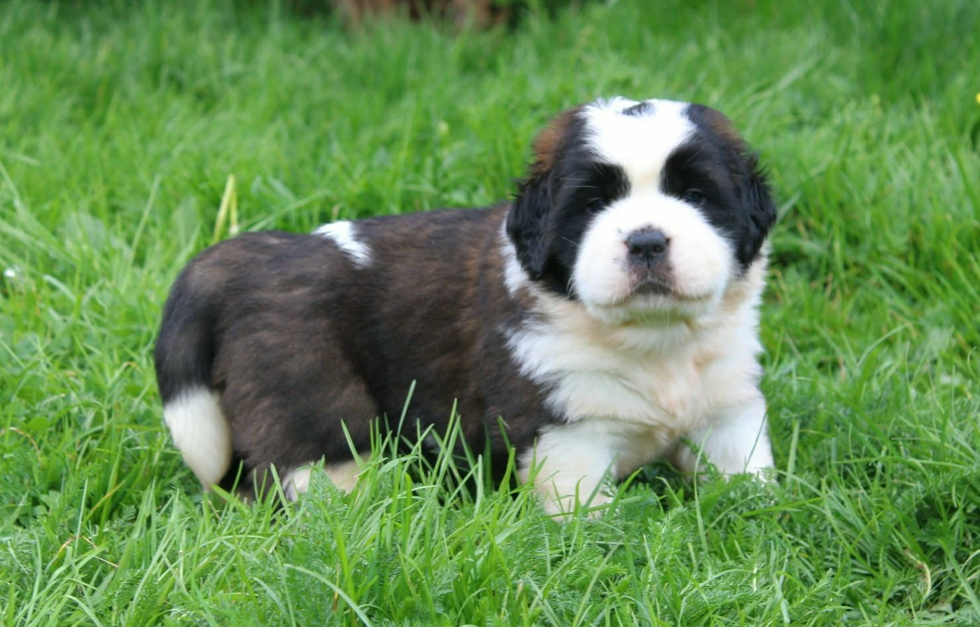 Du Monde De Sténa - Chiots disponibles - Chien du Saint-Bernard