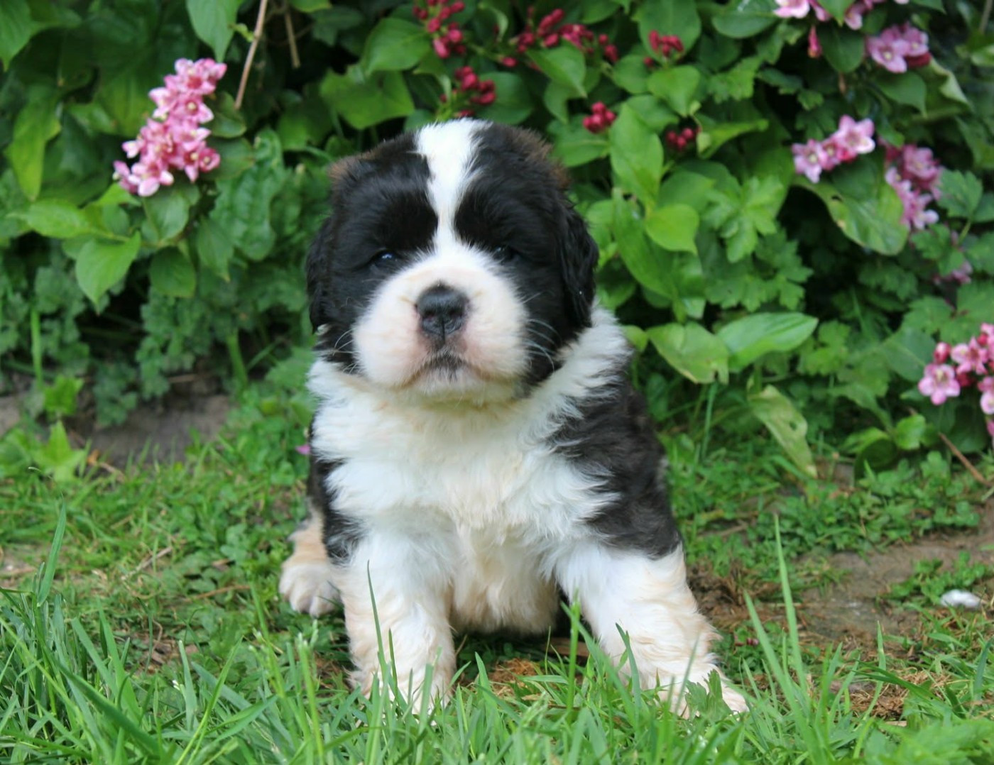 Du Monde De Sténa - Chiots disponibles - Chien du Saint-Bernard