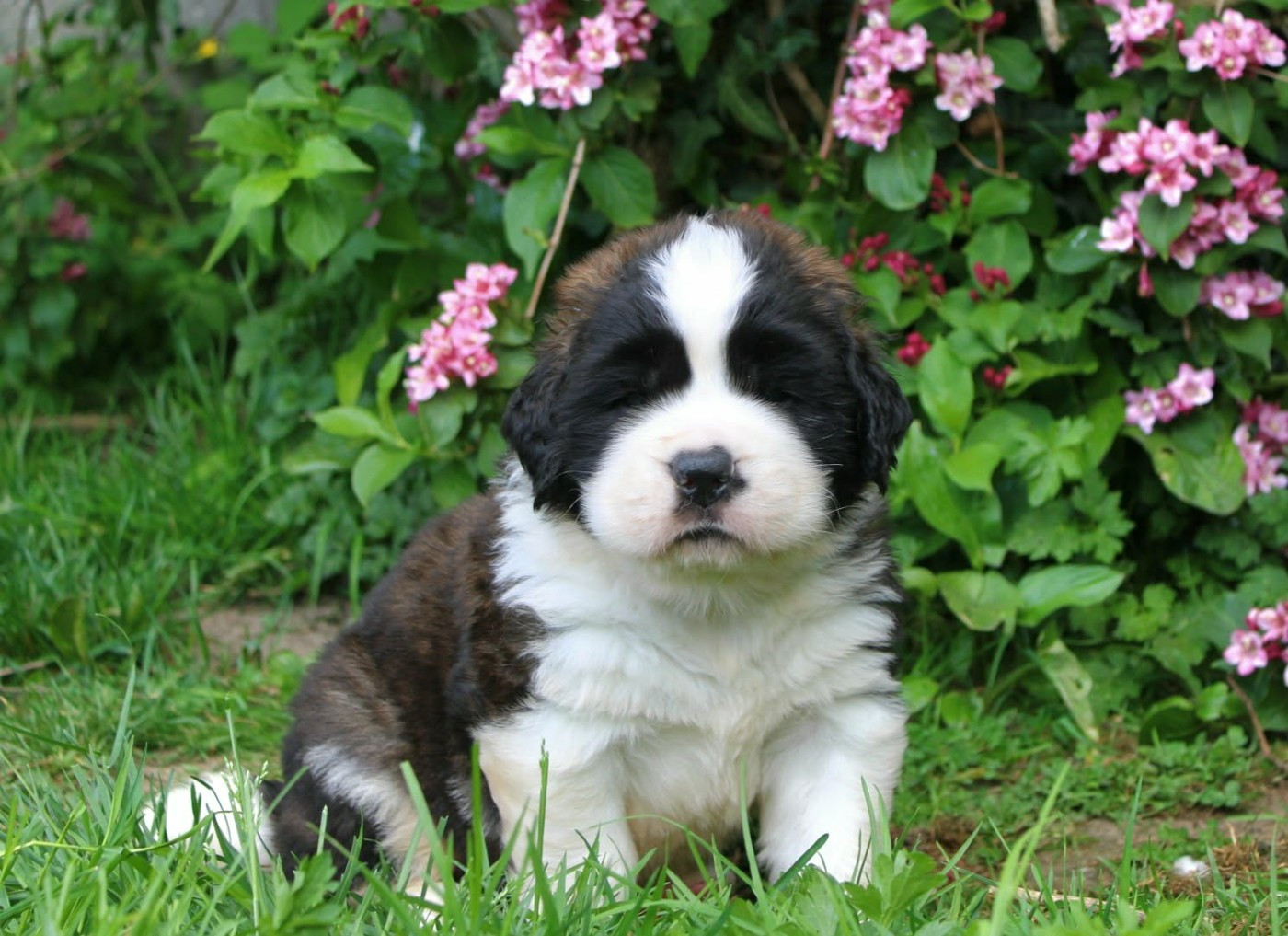 Du Monde De Sténa - Chiots disponibles - Chien du Saint-Bernard