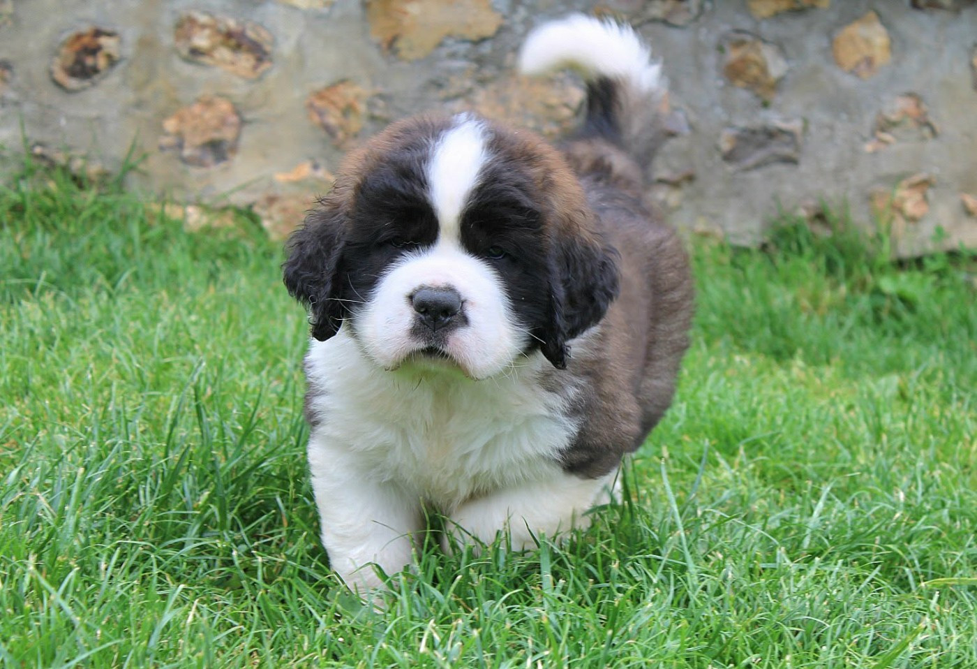 Du Monde De Sténa - Chiots disponibles - Chien du Saint-Bernard