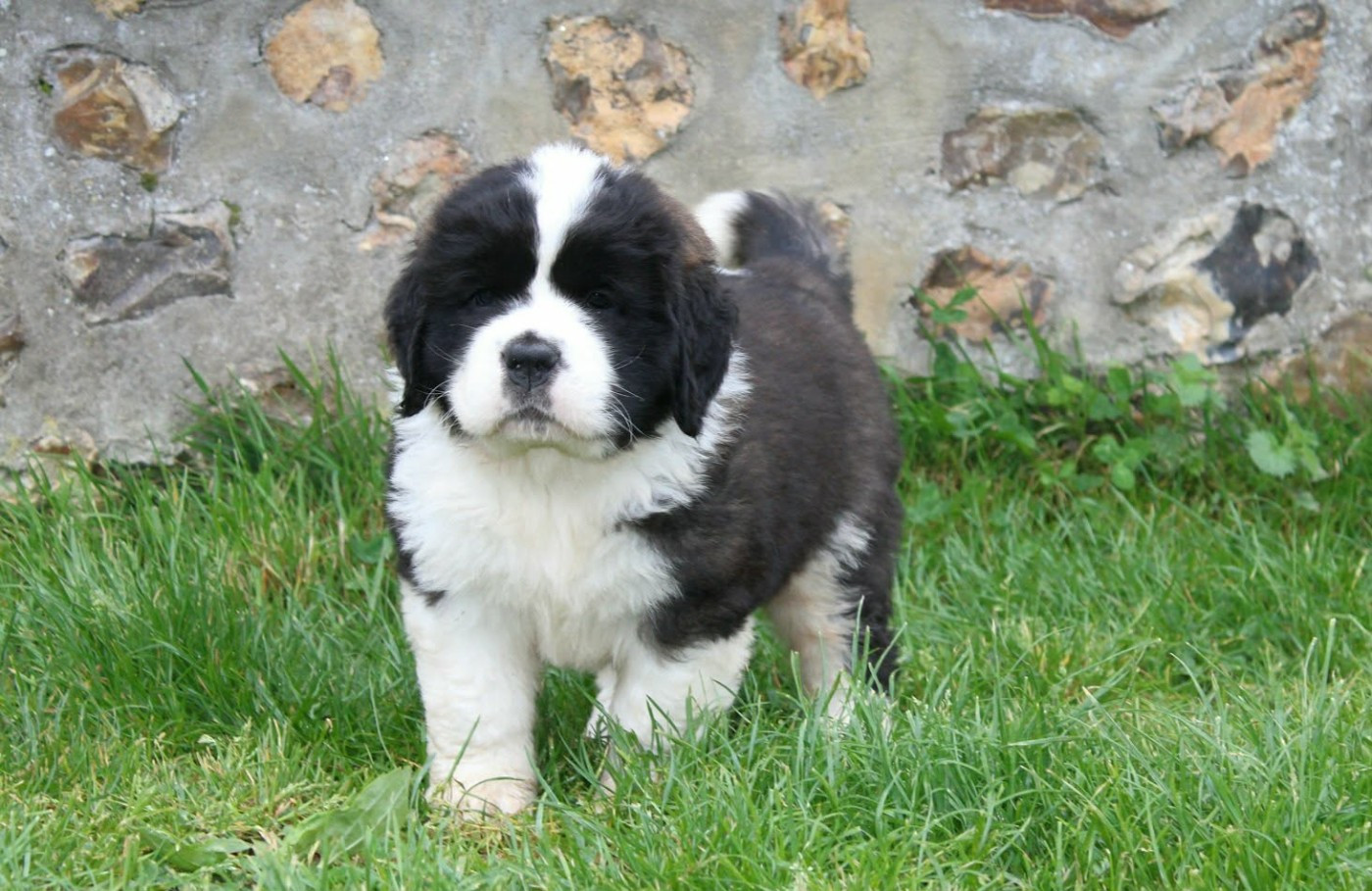 Du Monde De Sténa - Chiots disponibles - Chien du Saint-Bernard