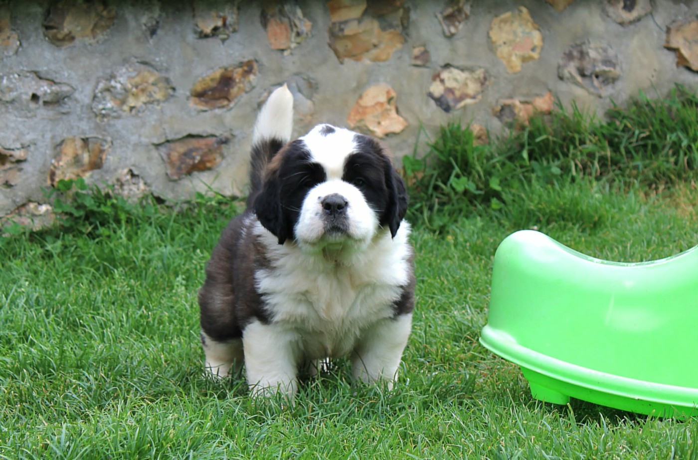 Du Monde De Sténa - Chiots disponibles - Chien du Saint-Bernard