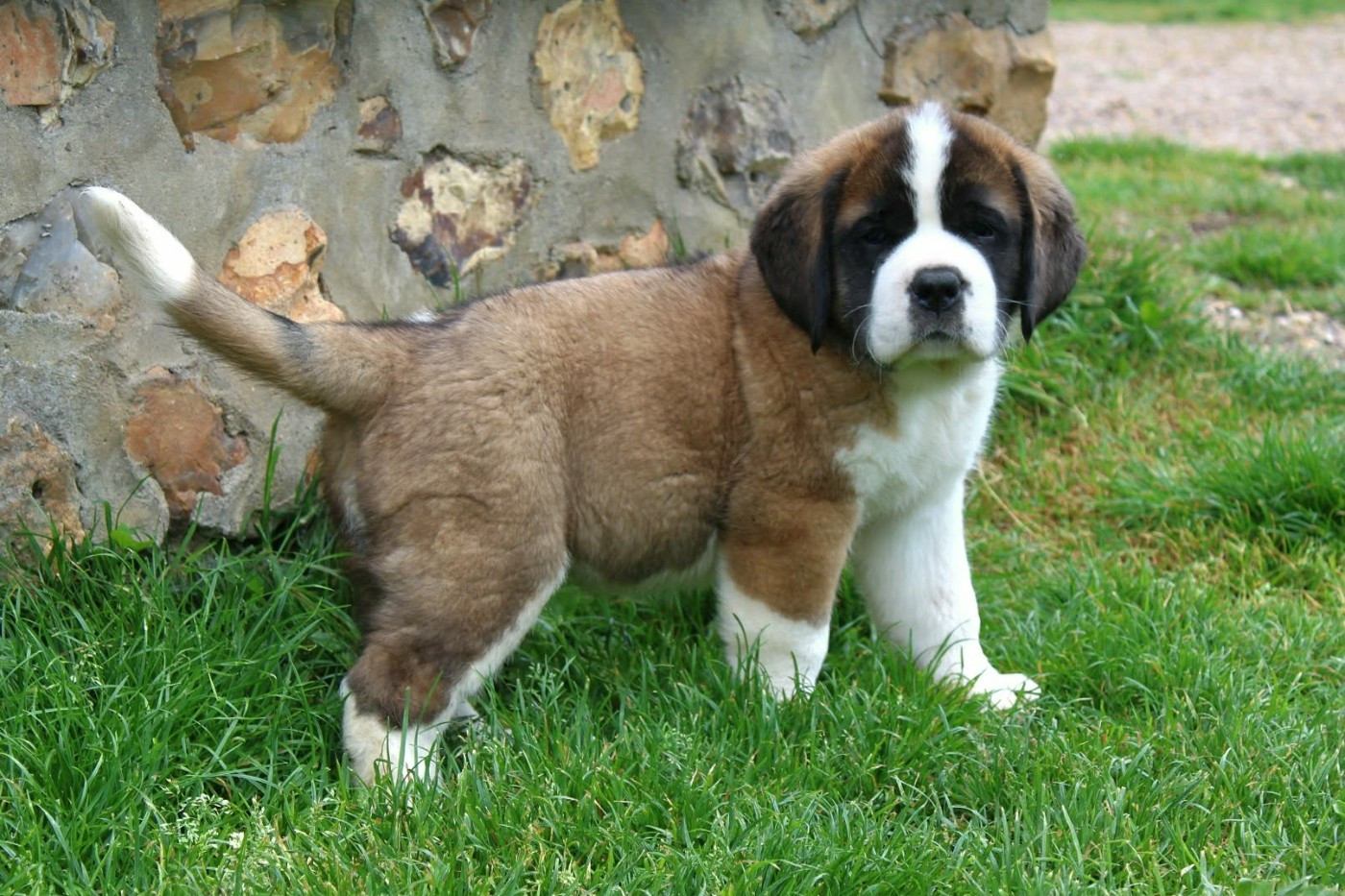 Du Monde De Sténa - Chiots disponibles - Chien du Saint-Bernard
