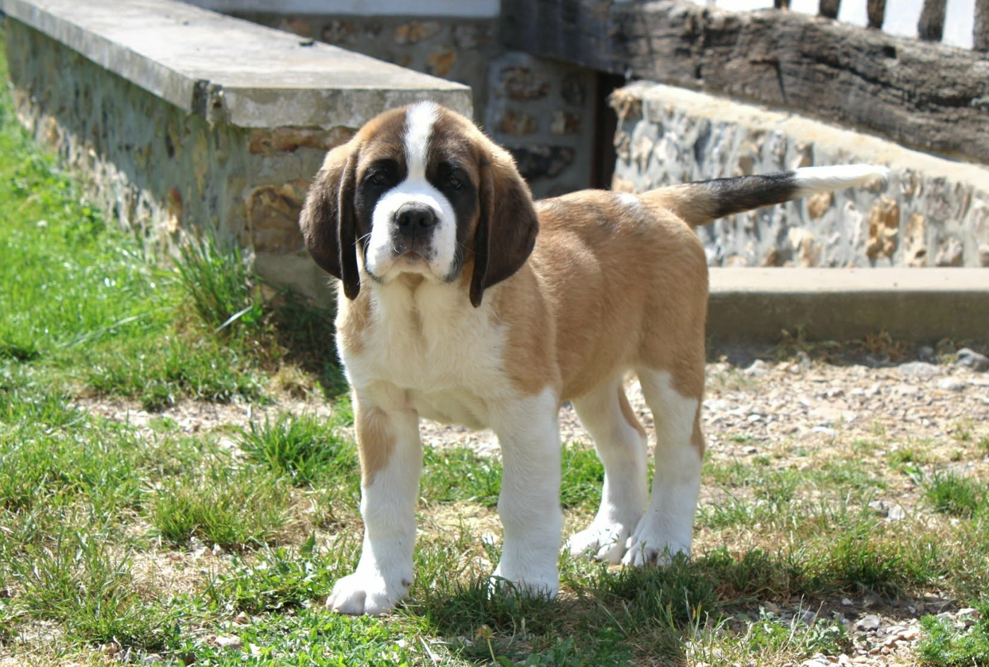 Du Monde De Sténa - Chiots disponibles - Chien du Saint-Bernard