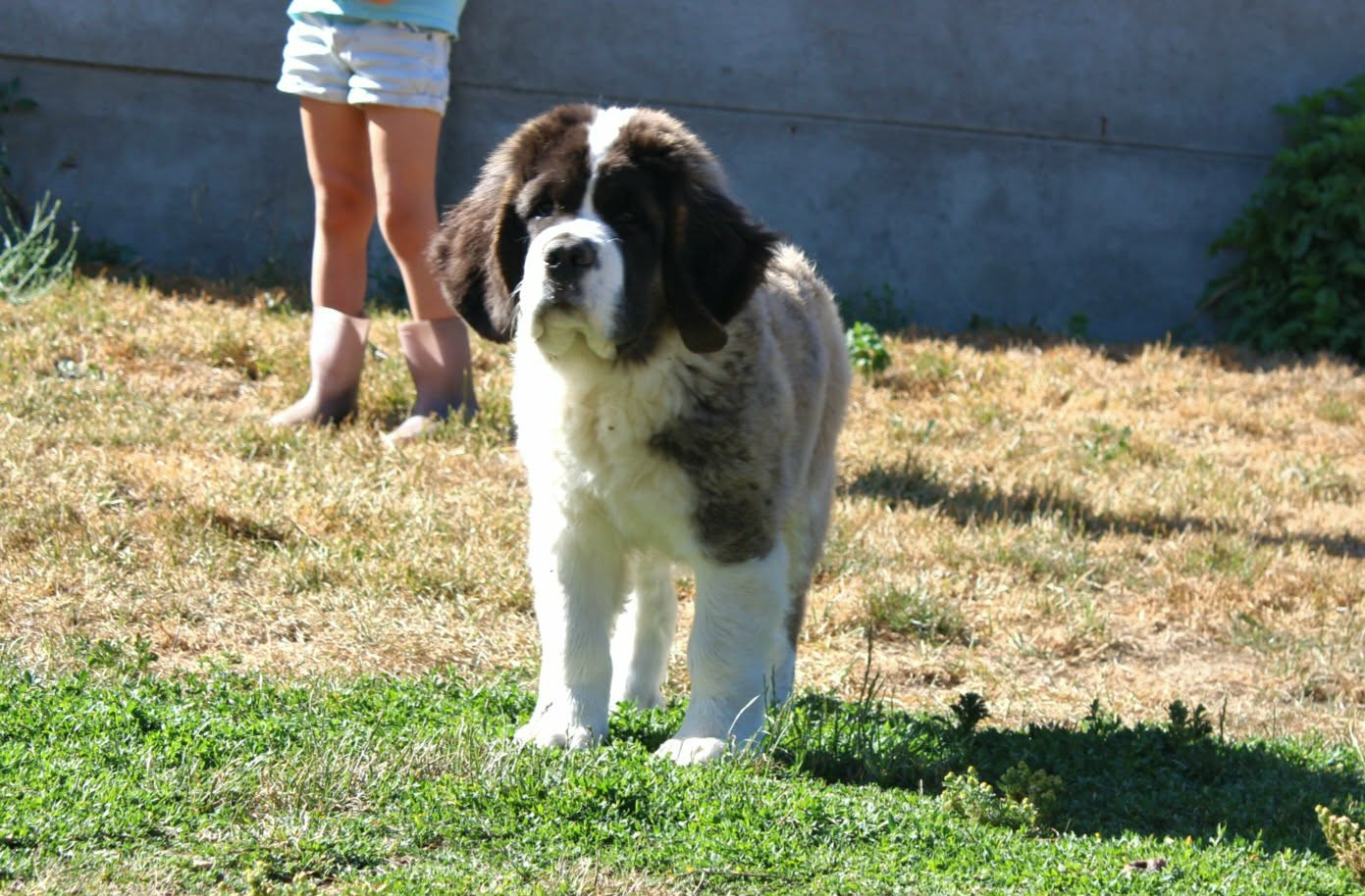 Du Monde De Sténa - Chiots disponibles - Chien du Saint-Bernard