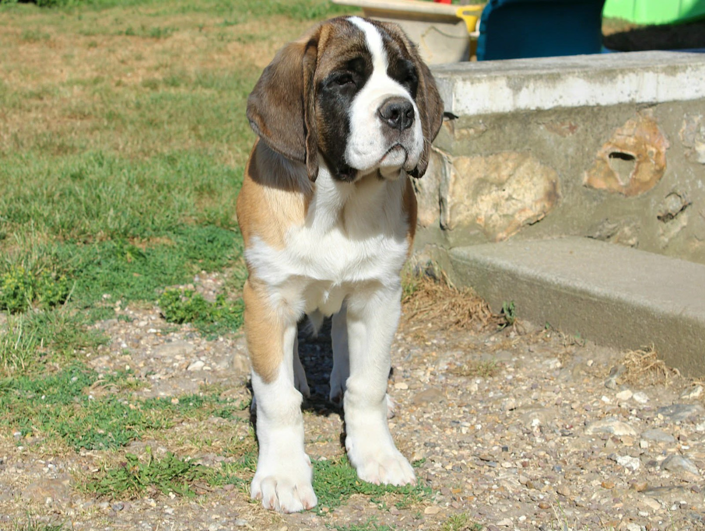 Du Monde De Sténa - Chiots disponibles - Chien du Saint-Bernard
