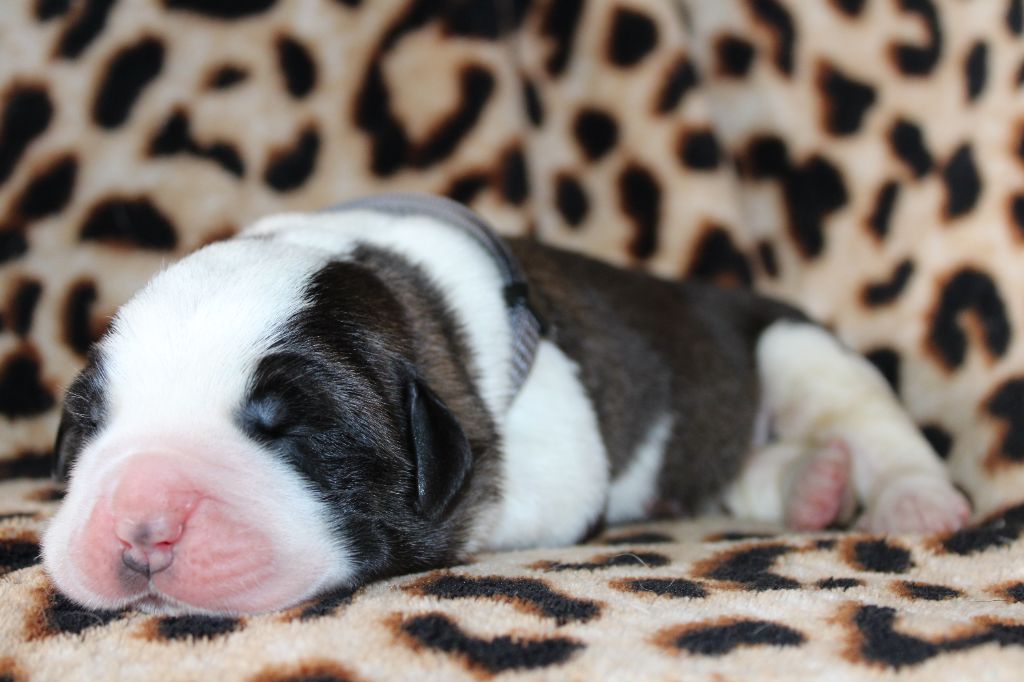 Du Monde De Sténa - Chiots disponibles - Chien du Saint-Bernard