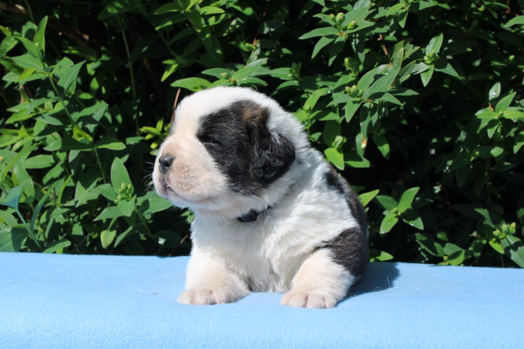 Du Monde De Sténa - Chiots disponibles - Chien du Saint-Bernard