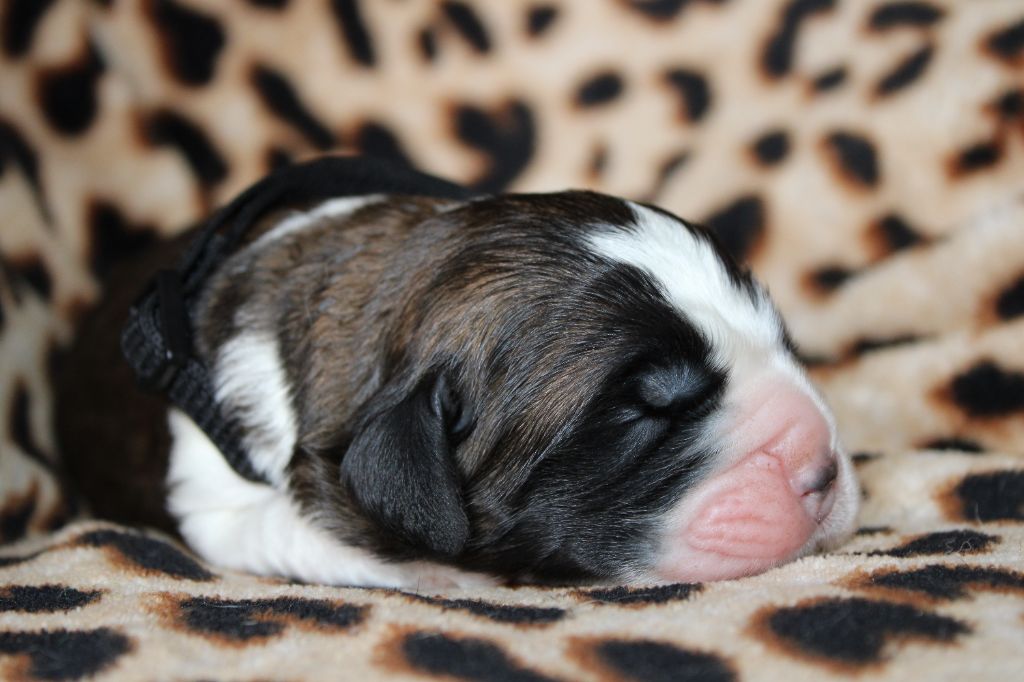 Du Monde De Sténa - Chiots disponibles - Chien du Saint-Bernard