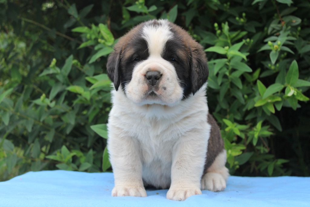 Du Monde De Sténa - Chiots disponibles - Chien du Saint-Bernard