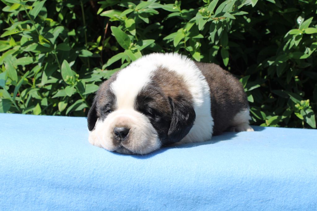 Du Monde De Sténa - Chiots disponibles - Chien du Saint-Bernard