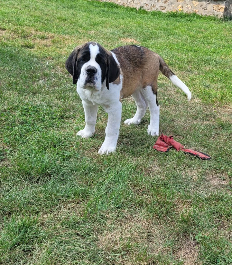 Du Monde De Sténa - Chien du Saint-Bernard - Portée née le 30/04/2025
