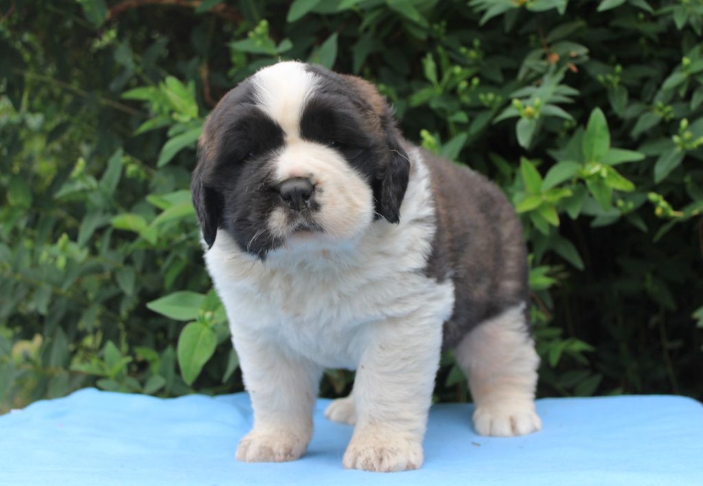 Du Monde De Sténa - Chiots disponibles - Chien du Saint-Bernard