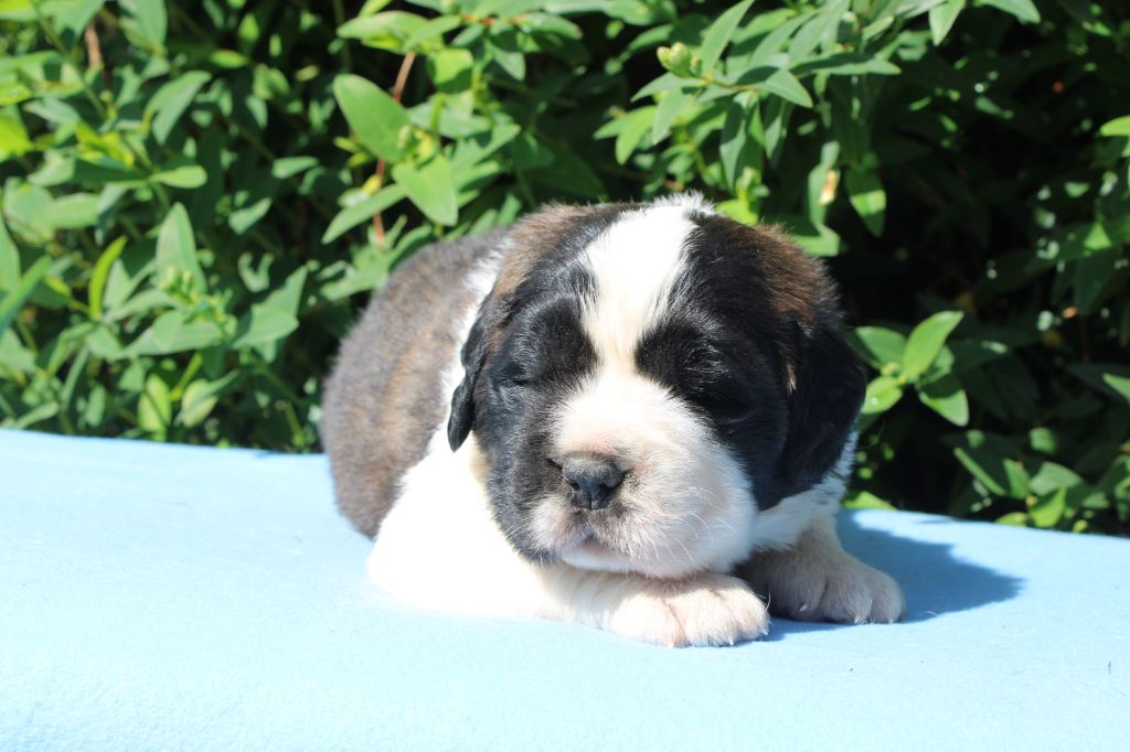 Du Monde De Sténa - Chiots disponibles - Chien du Saint-Bernard