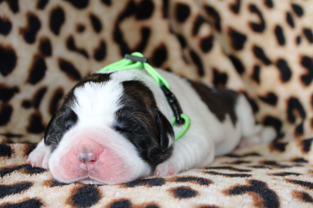 Du Monde De Sténa - Chiots disponibles - Chien du Saint-Bernard