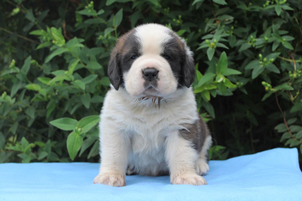 Du Monde De Sténa - Chiots disponibles - Chien du Saint-Bernard