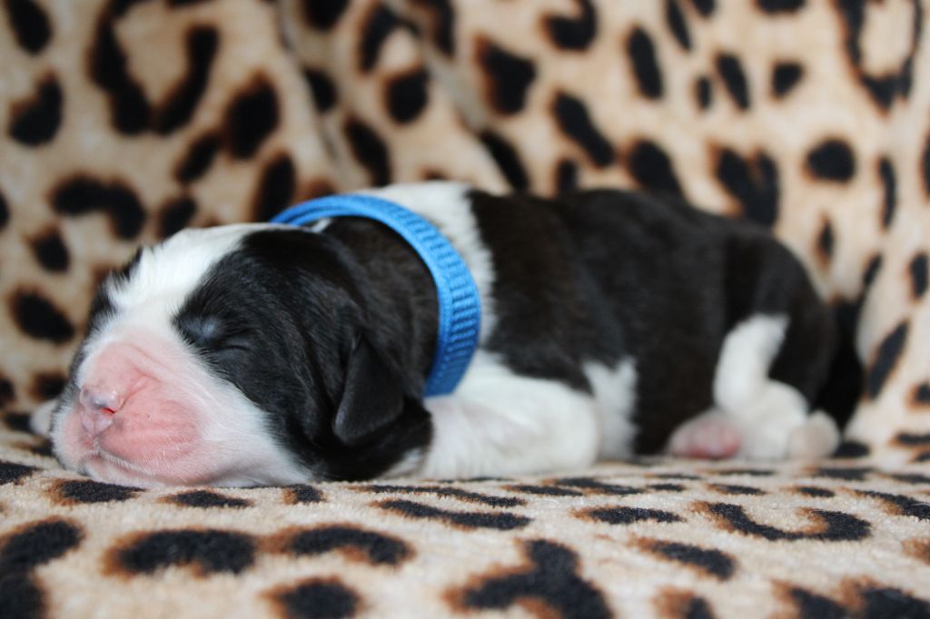 Du Monde De Sténa - Chiots disponibles - Chien du Saint-Bernard
