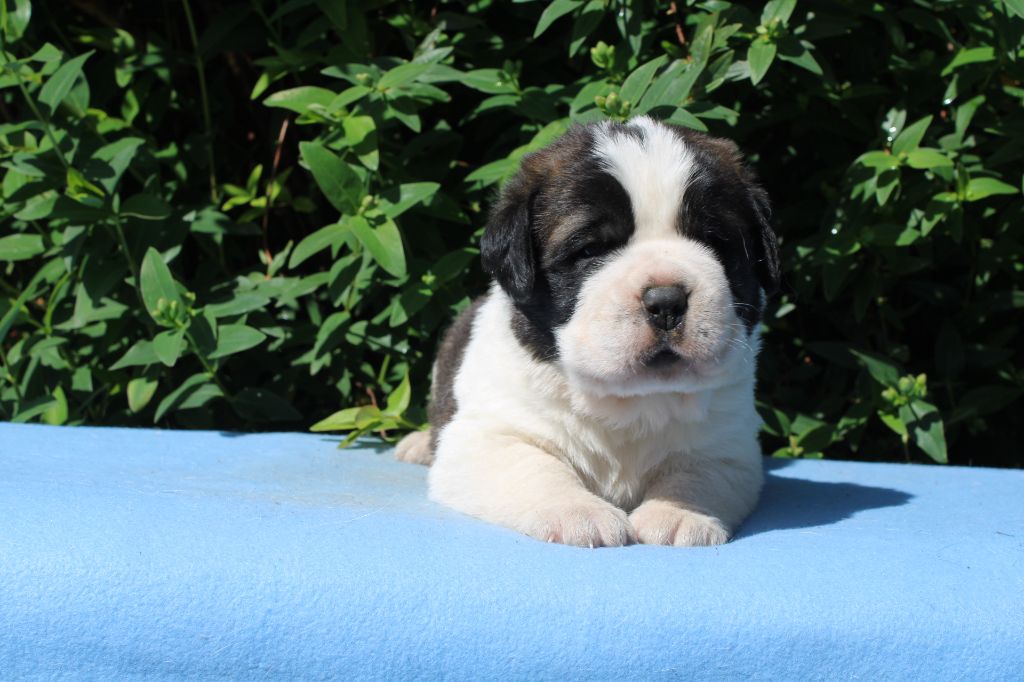 Du Monde De Sténa - Chiots disponibles - Chien du Saint-Bernard