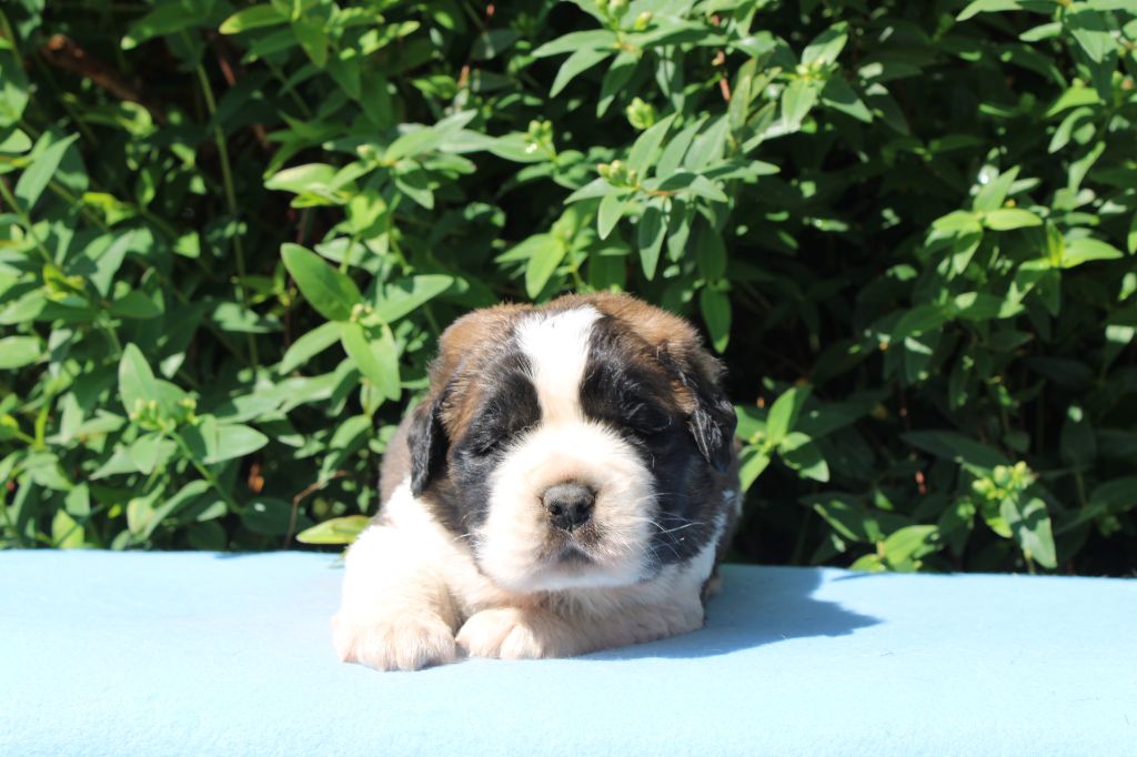 Du Monde De Sténa - Chiots disponibles - Chien du Saint-Bernard