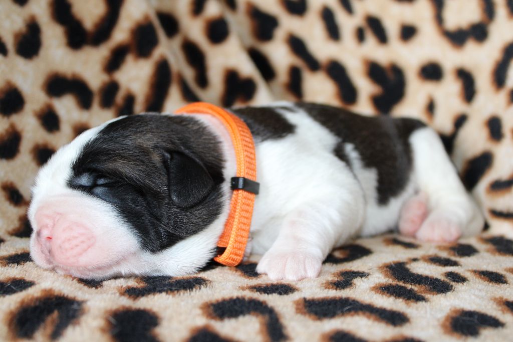 Du Monde De Sténa - Chiots disponibles - Chien du Saint-Bernard