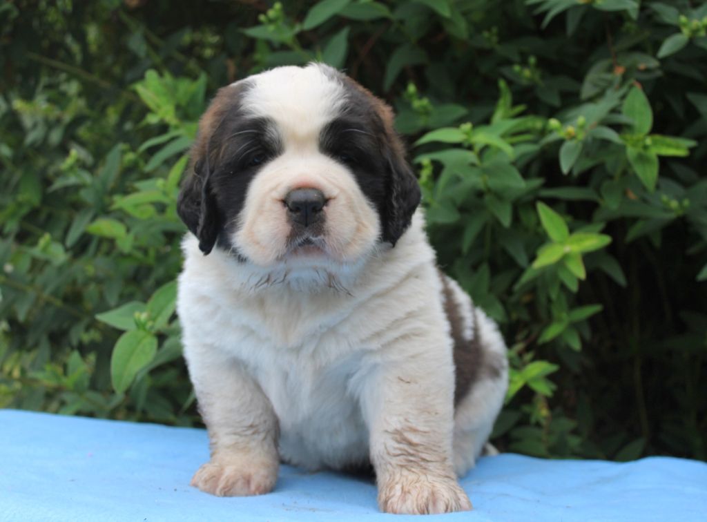 Du Monde De Sténa - Chiots disponibles - Chien du Saint-Bernard