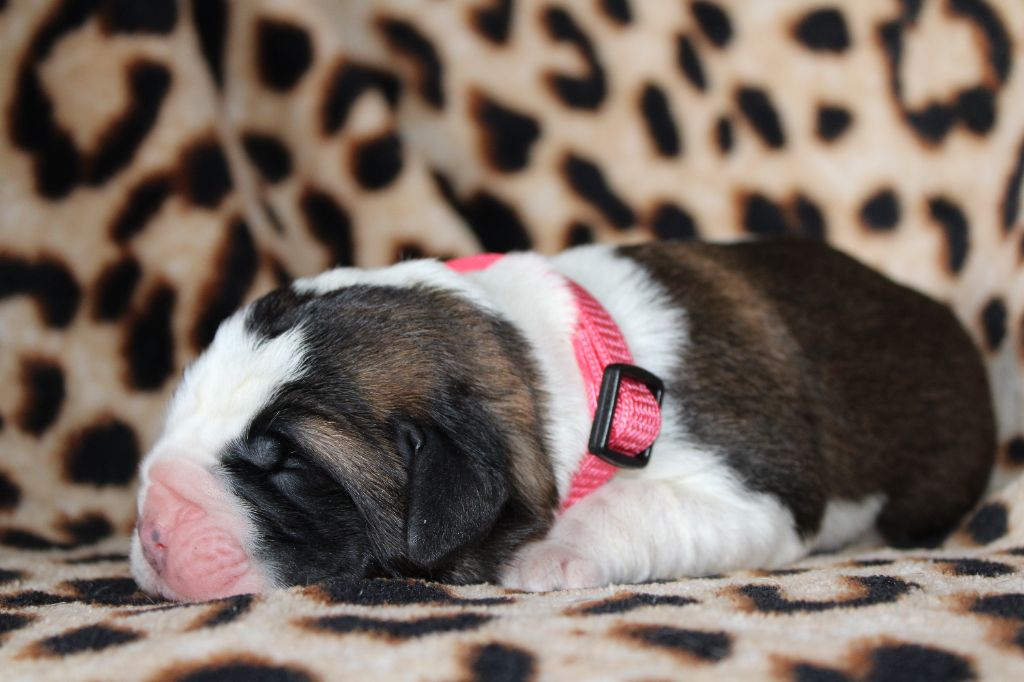 Du Monde De Sténa - Chiots disponibles - Chien du Saint-Bernard