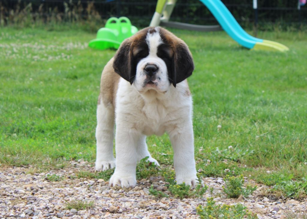 Du Monde De Sténa - Chiots disponibles - Chien du Saint-Bernard