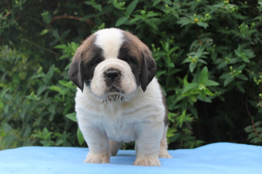 Du Monde De Sténa - Chiots disponibles - Chien du Saint-Bernard