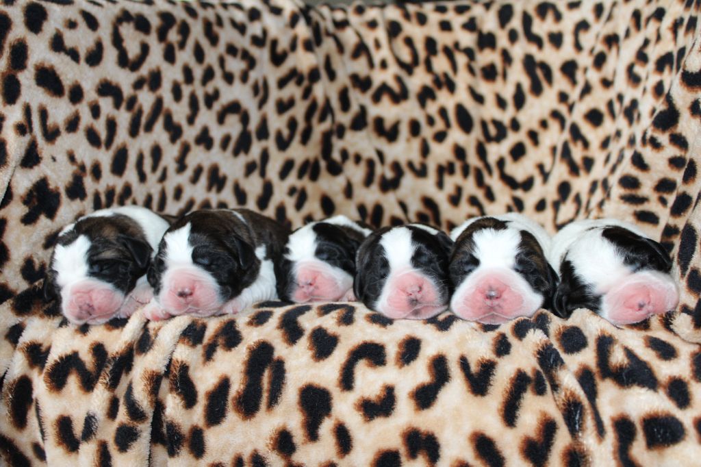 Chiot Chien du Saint-Bernard Du Monde De Sténa