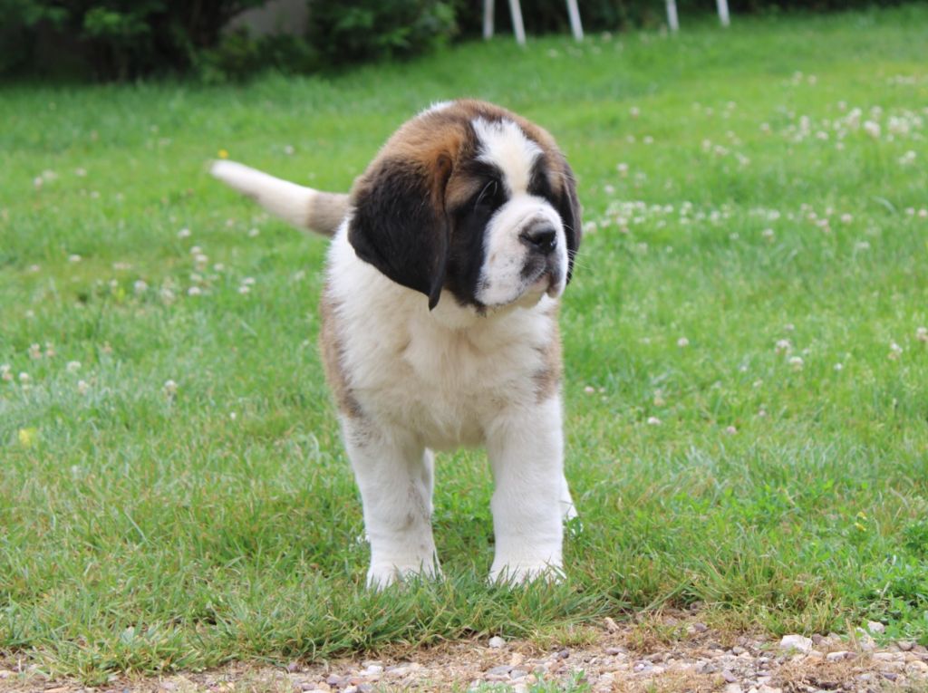 Du Monde De Sténa - Chiots disponibles - Chien du Saint-Bernard