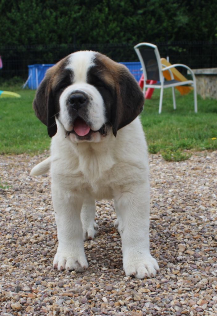 Du Monde De Sténa - Chiots disponibles - Chien du Saint-Bernard