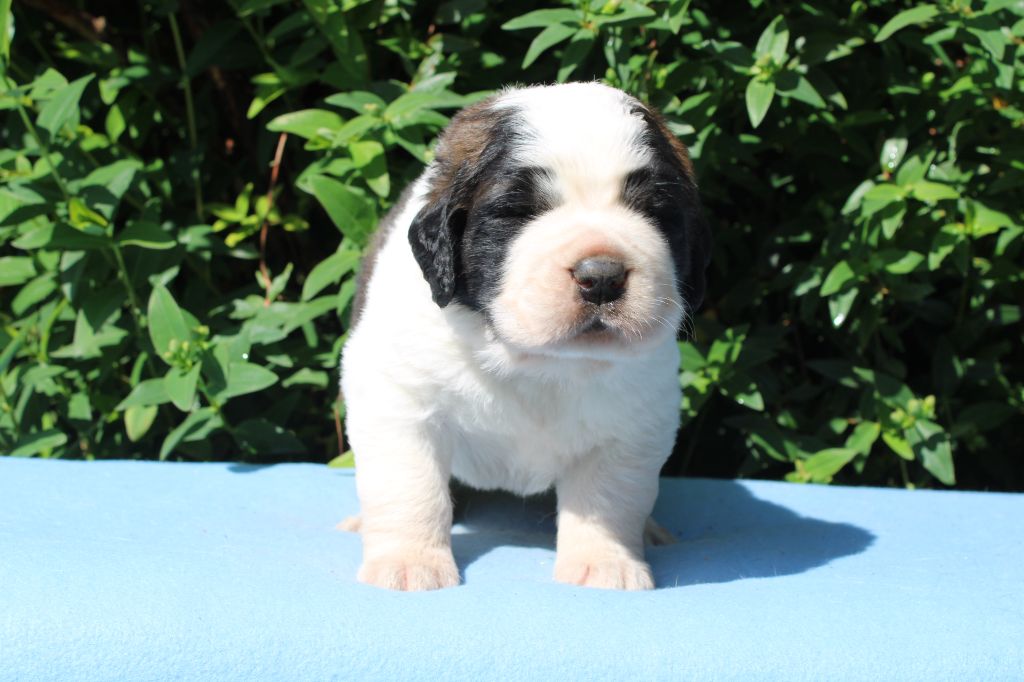 Du Monde De Sténa - Chiots disponibles - Chien du Saint-Bernard